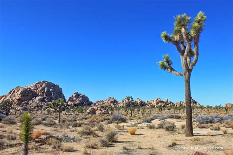 Extraordinary Landscapes Of Joshua Tree National Park California