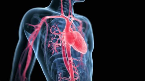 The heart is one of the most important and vital organs in the human body. SCIENCE: How Crash Diets Can Cause Deterioration in Heart ...