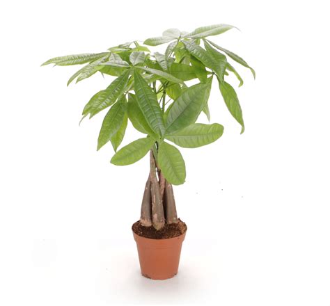 Maybe you would like to learn more about one of these? Money Tree - MICRO PLANT STUDIO