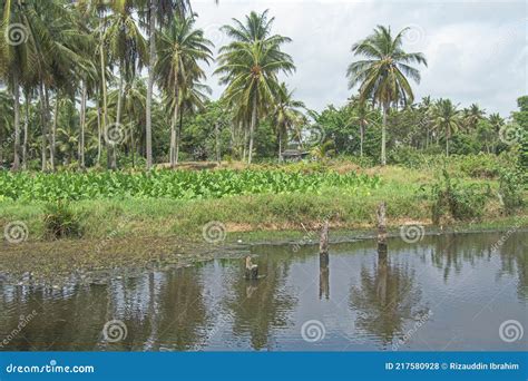 Scenery In The Rural District Of Malaysia Stock Photo Image Of