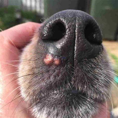 What Causes Blisters In A Dogs Mouth