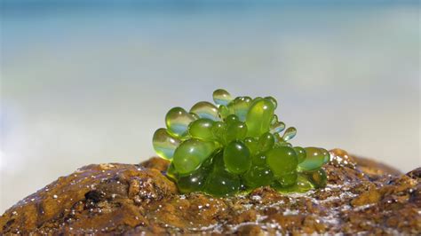 Identifying Saltwater Algaes Beginners Education Algaebarn