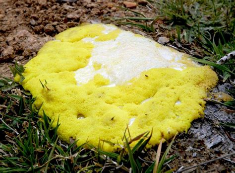 Down To Earth Artistically Collaborating With Unicellular Slime Molds