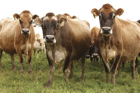 Herd Of Jersey Cows Discover Dairy