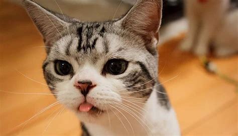 11 Derpy Cats That Love Letting Their Tongues Hang Out The Dodo
