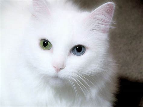 This occurs when a white or white spotting gene blocks the distribution and concentration of pigment in the iris during development. The Lavender Kitties: Eyes of a Different Color