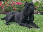 Cane Corso For Sale by Sheree' Leger - American Kennel Club