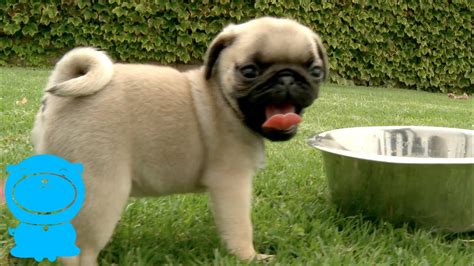 Pug Puppies Are Magically Cute Youtube