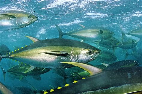 Seychelles Yellowfin Tuna Facing Ocean Pasture Peril And ...