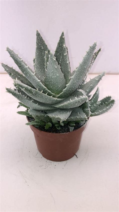 Aloe Frosty 12cm Pot Urban Plant Life Nationwide