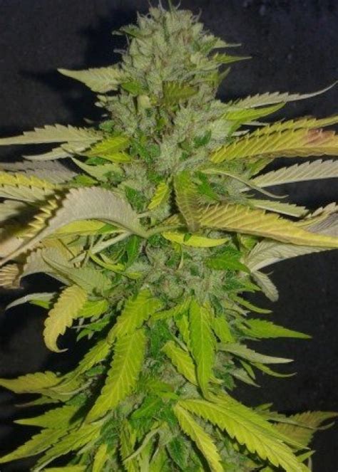 Jamaican Lambsbread Feminized Pev Seeds Strain Info Growdiaries