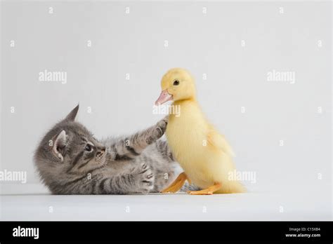 Kitten And Duckling Studio Shot Stock Photo Alamy