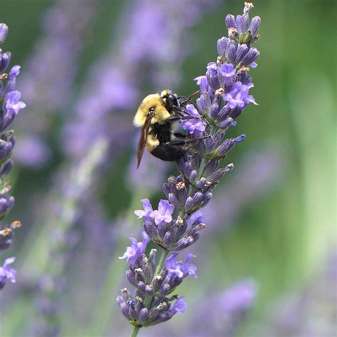 So try to plant your lavender in a location with partial shade to full sun. Lavender Phenomenal - Lavender Plants - Flower Plants ...