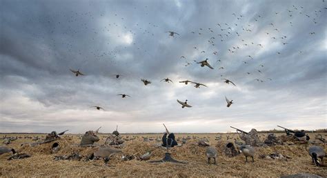 Goose Hunting Wallpaper ~ Hunting Goose Waterfowl Duck Runner