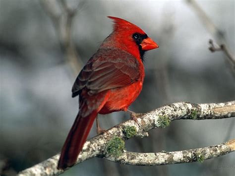 Male Cardinal On A Tree Branch Cardinals Photo 36106947 Fanpop