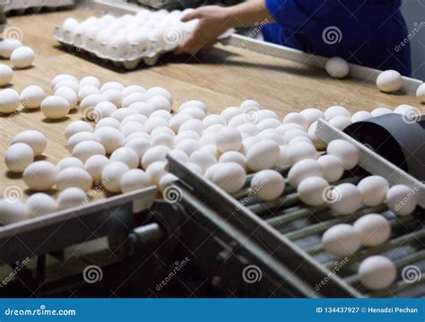 Packing And Sorting Of Chicken Eggs At A Poultry Farm In Special Trays From A Conveyor Close Up