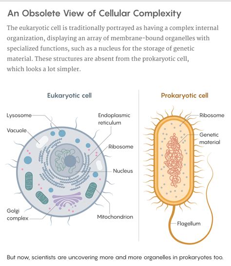 Bacterial Cell Organelles