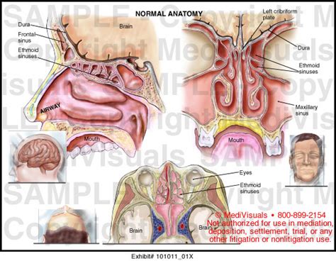Ear Nose And Throat Ent Anatomy Medical Exhibits