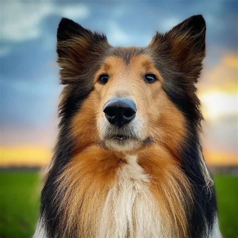 15 Reasons Why You Should Never Own Collie Dogs Page 5 Of 5 Pettime