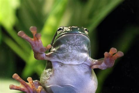 New Zoo Residents Leap In On World Frog Day Bundaberg Now