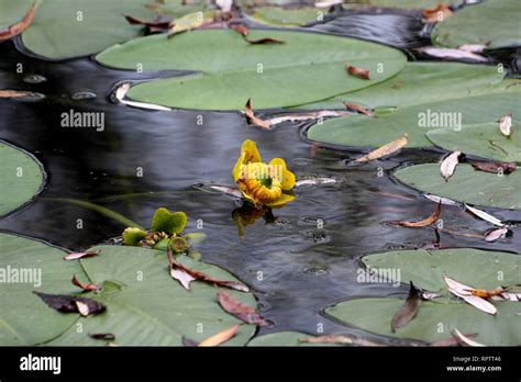 Fully Open And Blooming Yellow Flower Of Water Lily Or Nymphaea Aquatic