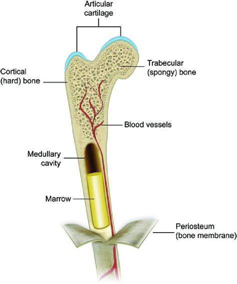 Compact Bone Diagram Chapter 6 Bones And Cartilage Biology 4 Human