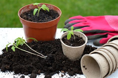 Repotting Tomato Seedlings Into Bigger Pots