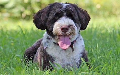 Portuguese Water Dogs Breed Facts And Information