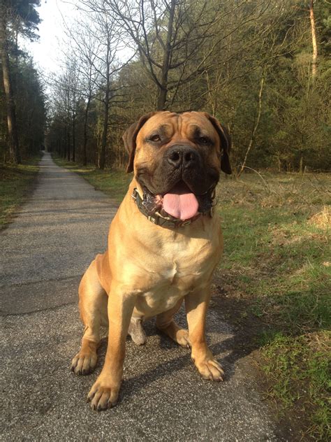 Boerboel Djuma Bull Mastiff Dogs Mastiff Breeds