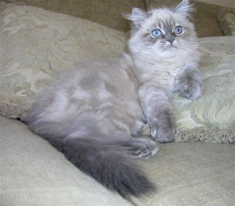 The maine coon and the persian cat are a popular mix. Pet Movers Maine Coon Persian mix needs a ride to Ottawa ...