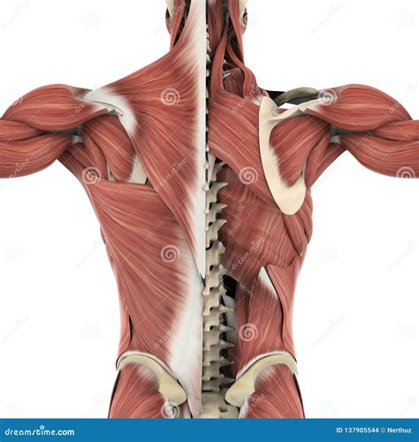 Lumbar Spine Muscles Anatomy
