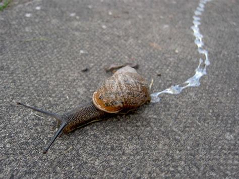 Snail Trail Nudenored