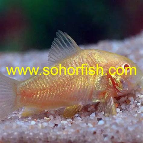 Corydoras Peppered Albino Corydoras Paleatus Ornamental Freshwater