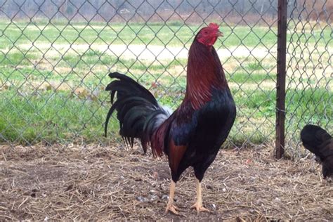 Cardinal Club Kelso Game Fowl Chickens And Roosters Kelso Gamefowl