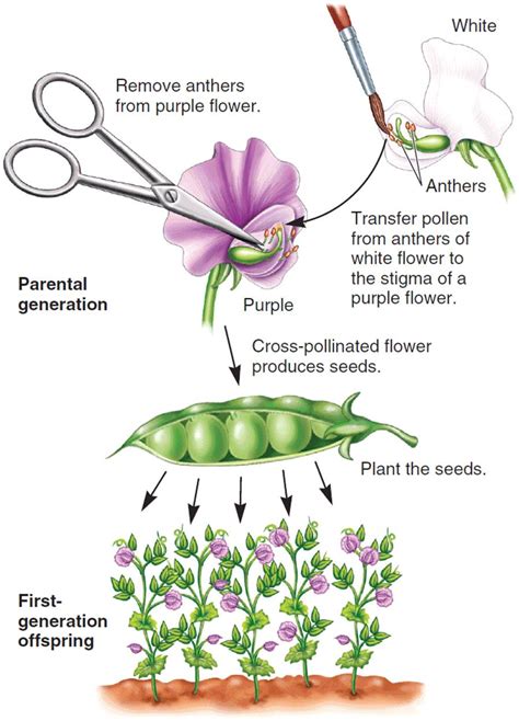 15 Chapter 14 Mendel And The Gene Idea Evetwisile