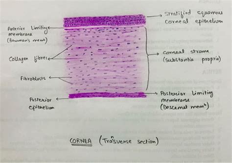 Transverse Section Of Cornea Histology Slides Collagen Corneal