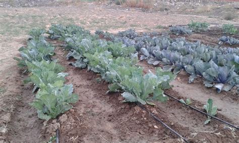 Cómo Plantar Brócoli Los Mejores Consejos Y Requerimientos Jardineria On