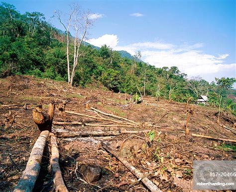 Deforestation In The Rain Forest Stock Photo