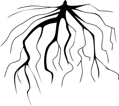 Fibrous Root Illustrations Royalty Free Vector Graphics And Clip Art