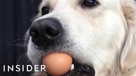 Dogs Try The Viral Egg Challenge Youtube