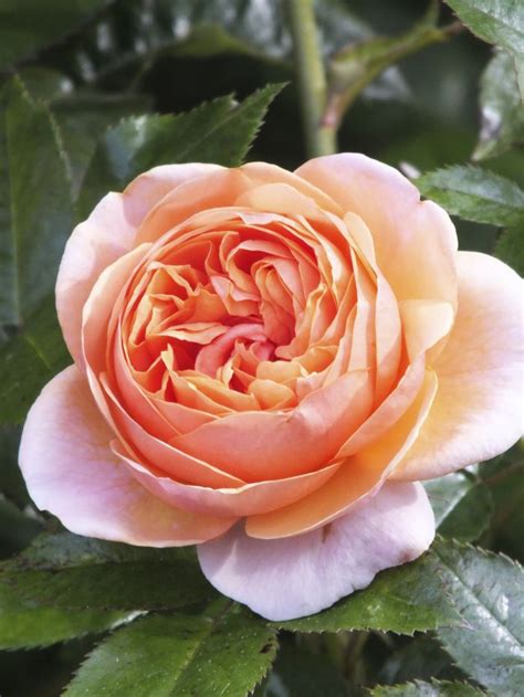 Rose Duchess Of Cornwall Hybrid Tea Roses English Roses Rose
