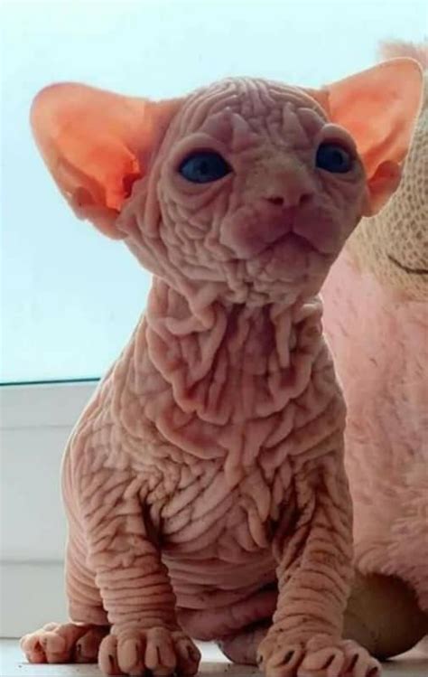 Baby Sphynx Cat In 2022 Cute Hairless Cat Cute Cats Hairless Animals