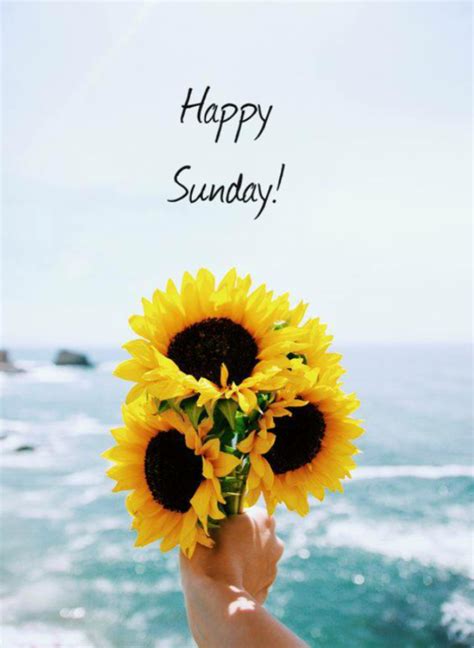Happy Sunday Sunflower Wallpaper Beautiful Flowers Flowers