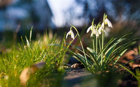 Snowdrops In Sunshine Beautiful Spring Flowers