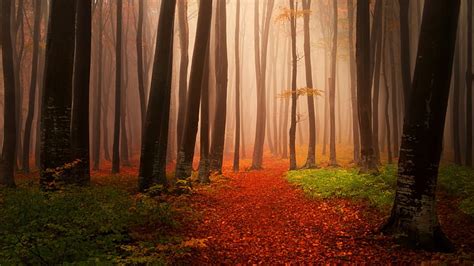 Hd Wallpaper Dark Forest Pathway Darkness Autumn Twilight Misty