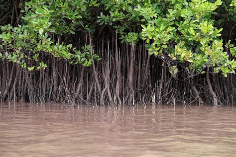 Mangrove Roots Photograph By Martin Rietze Pixels