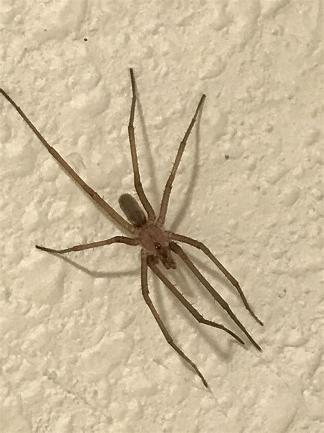 Is This A Brown Recluse Found In My Bathroom There Was Another Big