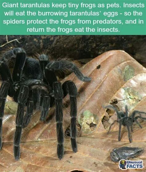 It has since become a seasonal pet that can be purchased every year around the night of the phantoms. Giant Tarantulas keep pets | Wtf fun facts