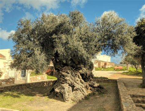 The Oldest Olive Tree In The World Is More Than 5000 Years Old Lillise