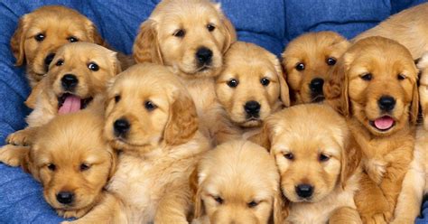 Pictures Of Beautiful Puppies